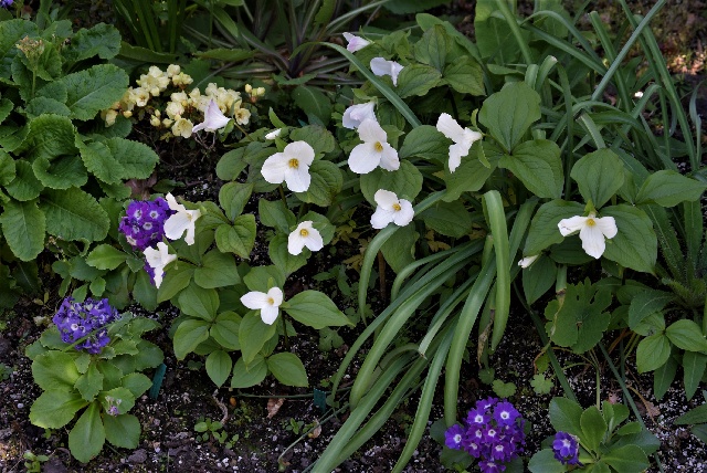 Trillium grandiflorum